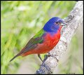 _4SB6511 painted bunting